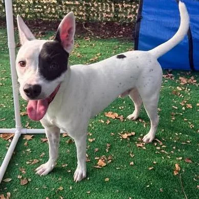 An adult medium-sized male White / Cream Pit Bull Terrier dog named Tatum for adoption in Weatherford, TX