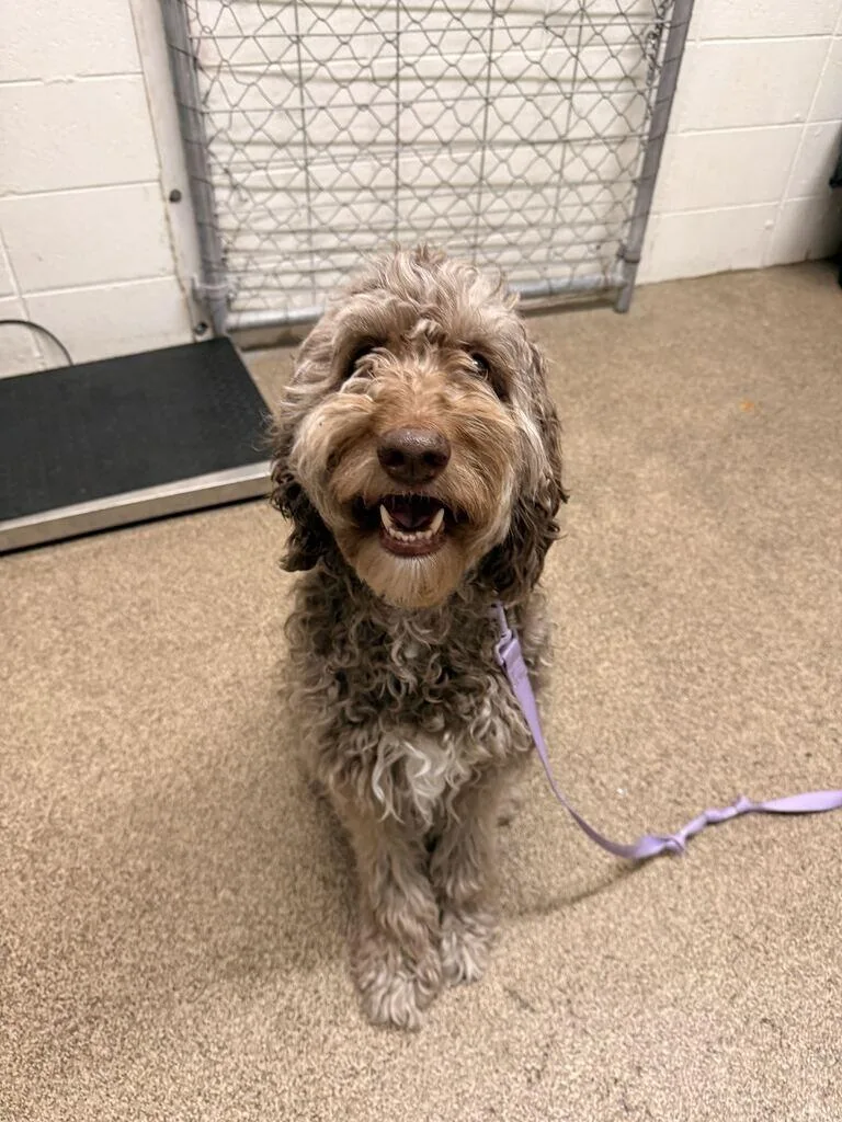 An adult large-sized female Gray / Blue / Silver Goldendoodle dog named Meela for adoption in Fruit Heights, UT