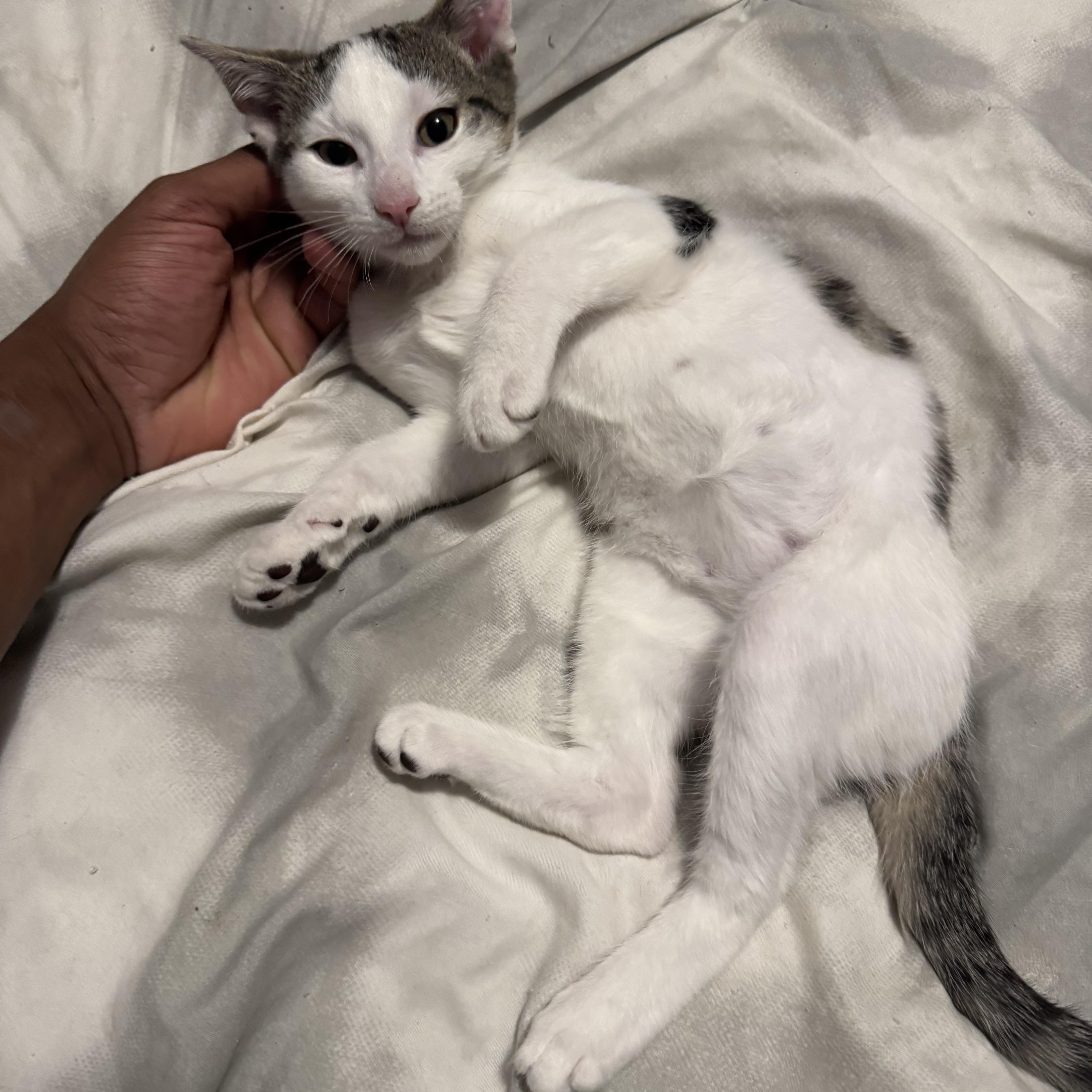 A young medium-sized male Gray & White Domestic Short Hair cat named Luxury for adoption in Brooklyn, NY
