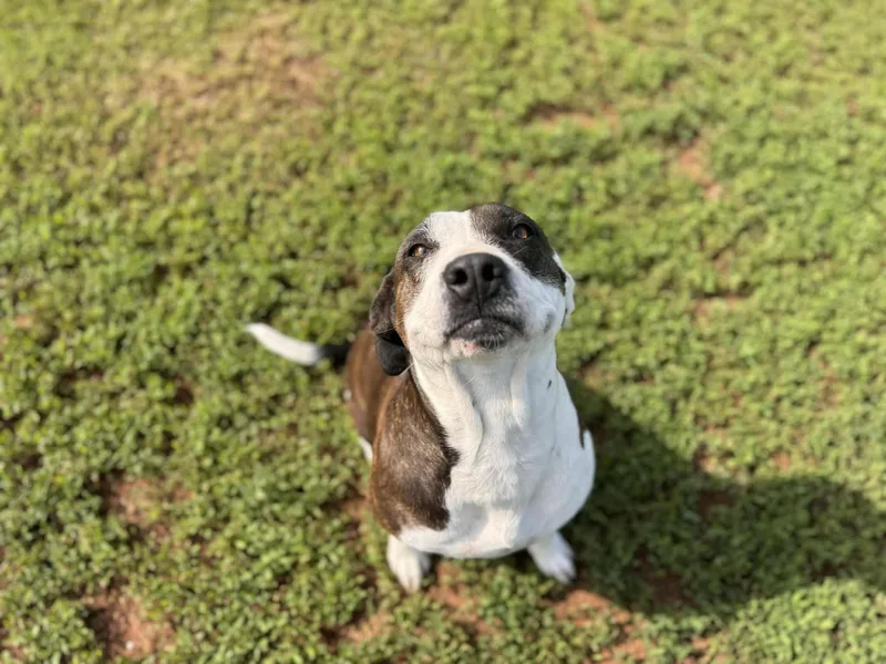 An adult medium-sized female Brown / Chocolate Mixed Breed dog named Wisteria for adoption in Chickasha, OK