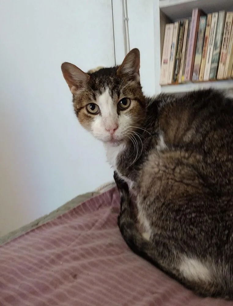 An adult medium-sized male Brown / Chocolate Domestic Short Hair cat named Snickers for adoption in Bonita, CA