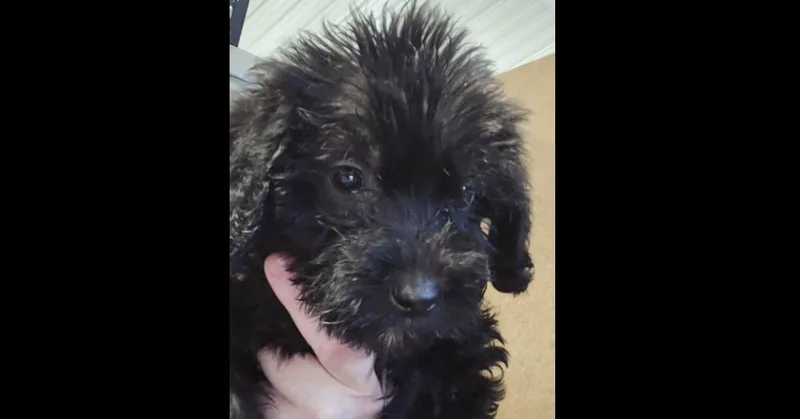A baby small-sized female Black Terrier dog named Amanda for adoption in Papillion, NE