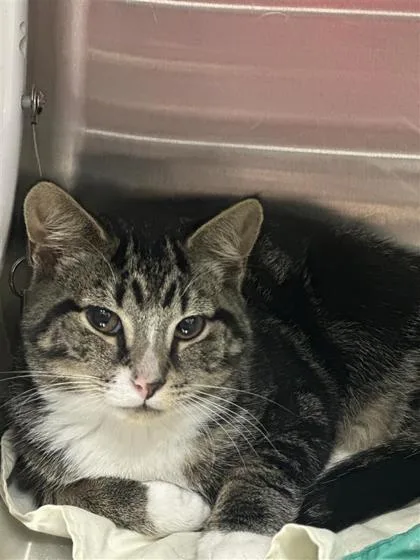 An adult small-sized male Domestic Short Hair cat named Fish for adoption in West Chester, PA