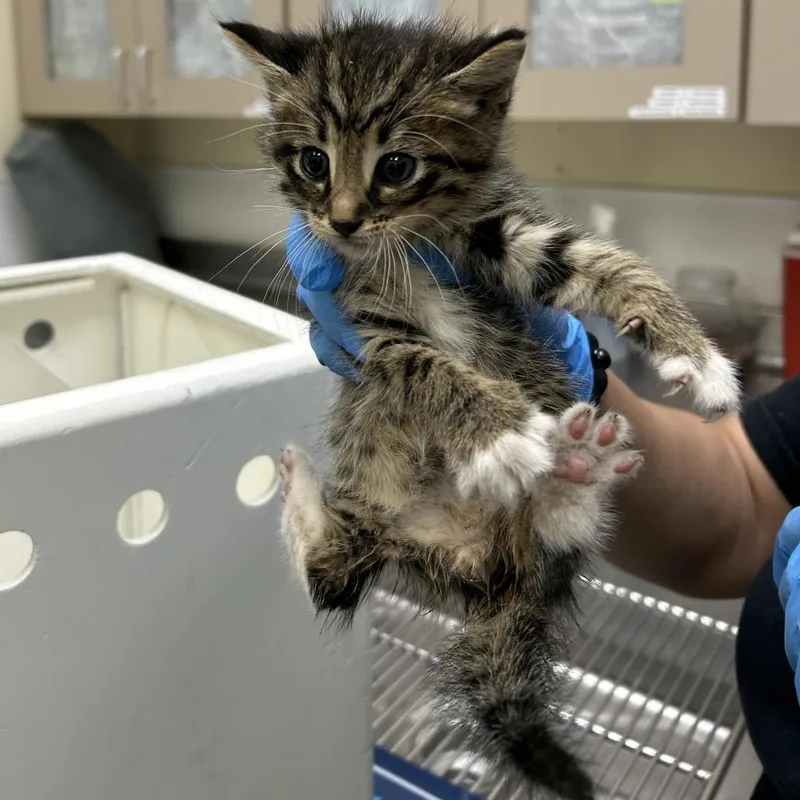 A baby small-sized male Brown / Chocolate Domestic Short Hair cat named Wonton for adoption in Galveston, TX