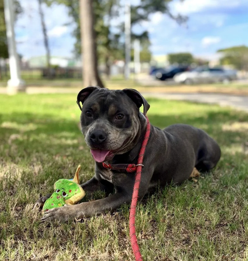An adult large-sized male American Staffordshire Terrier dog named Rax for adoption in Euless, TX
