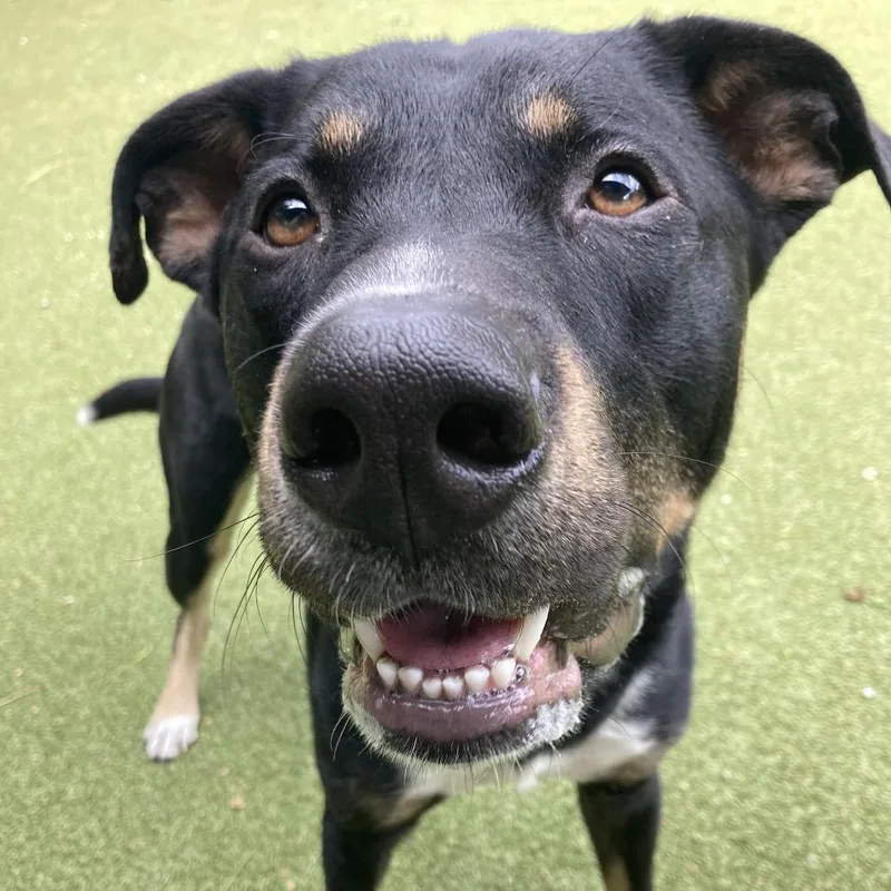 A young large-sized male Black Mixed Breed dog named Maverick for adoption in Providence, RI