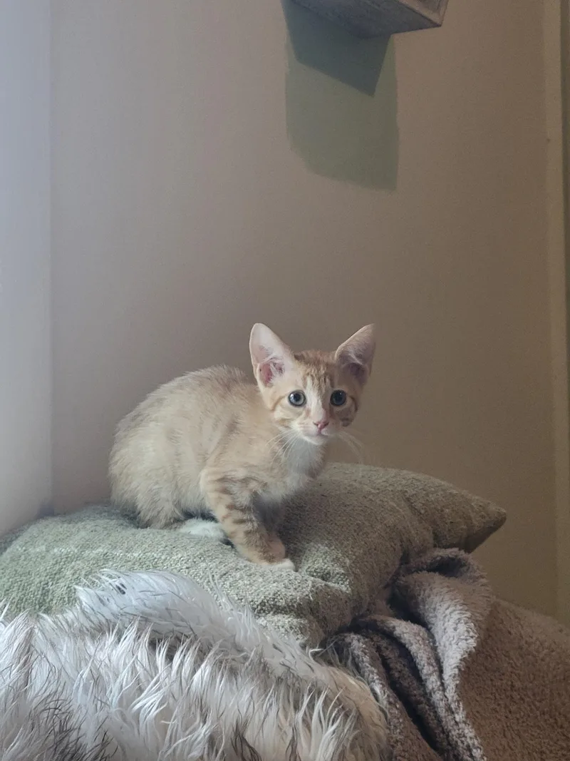 A baby medium-sized male Domestic Short Hair cat named Cheese Toast for adoption in Savannah, GA