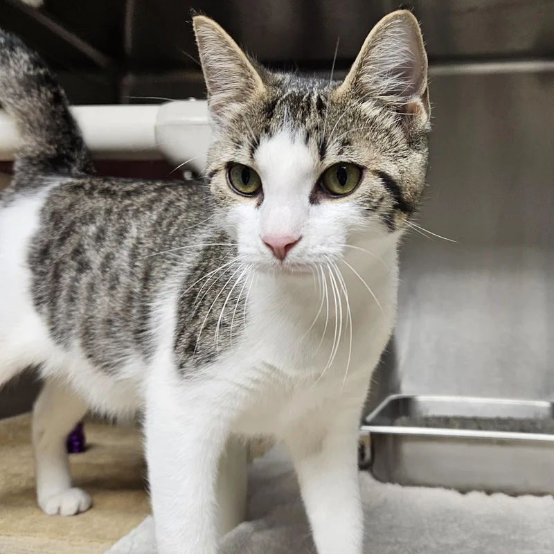 A young medium-sized male Tabby (Brown / Chocolate) Tiger cat named Mccoy for adoption in Bluffton, IN