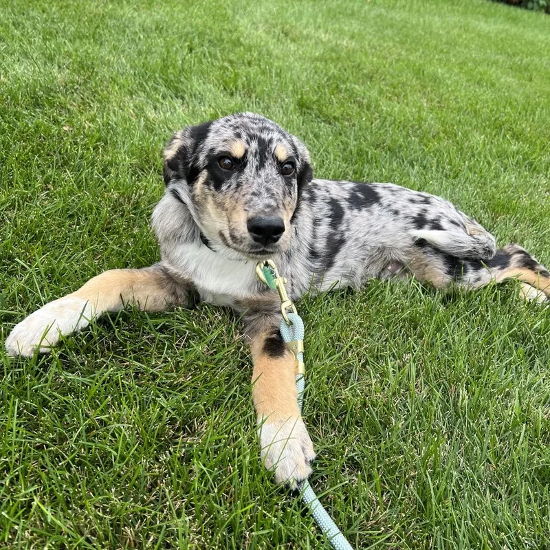 A baby small-sized male Gray / Blue / Silver Mixed Breed dog named Jigsaw for adoption in Buffalo, MN