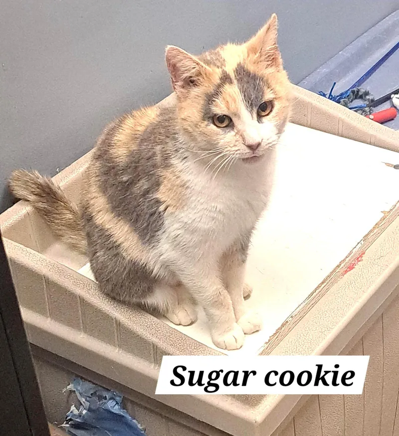 A young medium-sized female Dilute Calico cat named Sugar Cookie for adoption in Greenville, DE