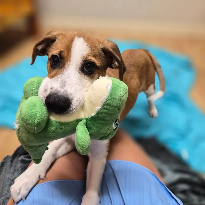 A baby medium-sized male Yellow / Tan / Blond / Fawn Mixed Breed dog named Dylan for adoption in Woodstock, IL