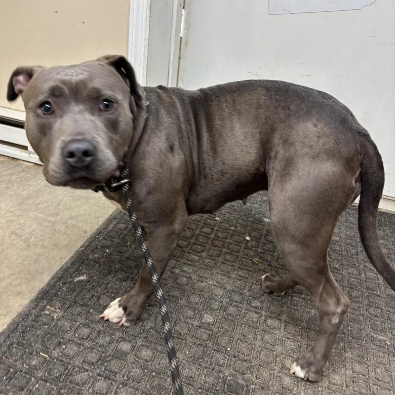 A young large-sized female Gray / Blue / Silver Pit Bull Terrier dog named Sissy for adoption in Falmouth, KY