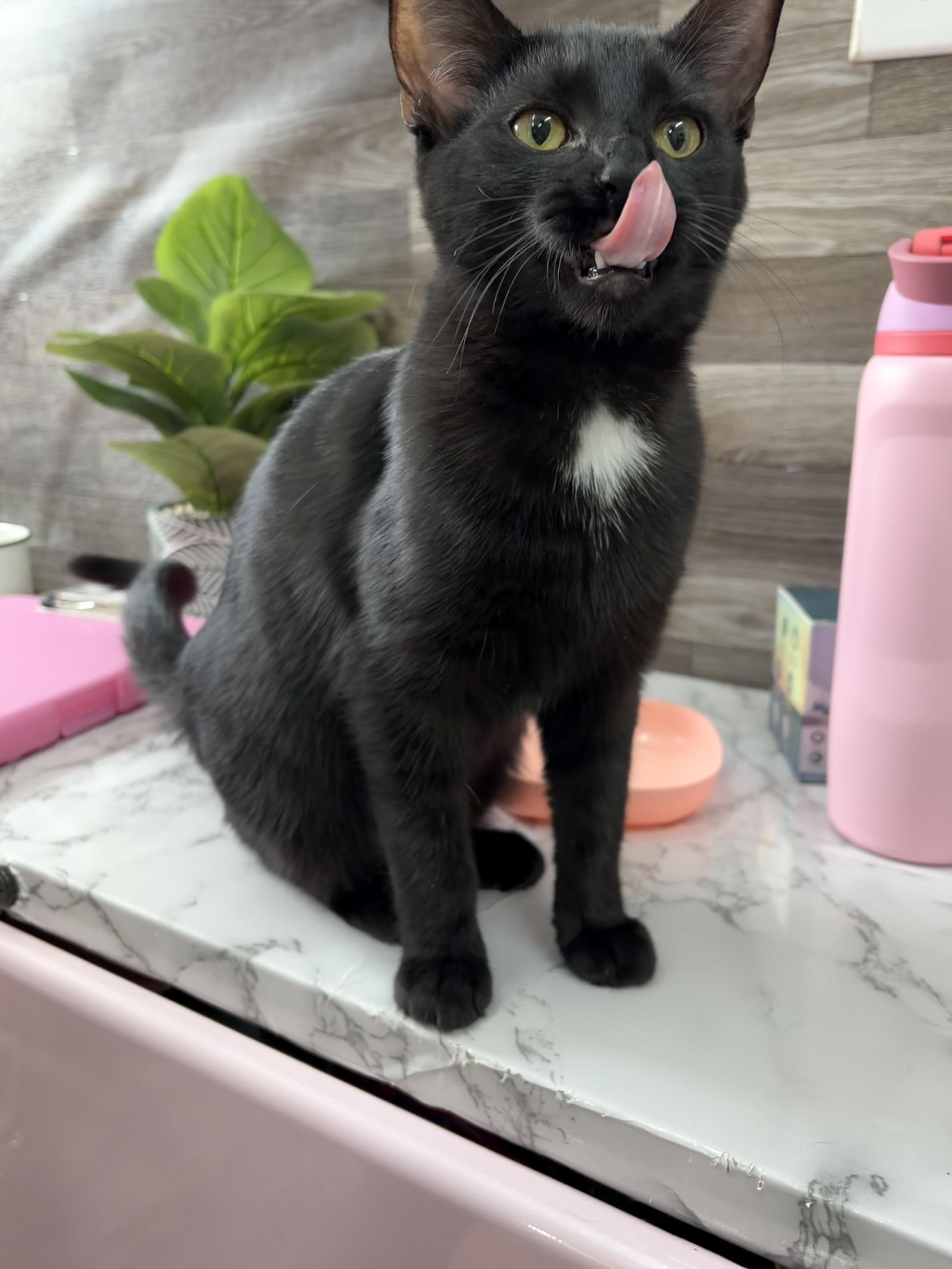 A baby medium-sized female Black Domestic Short Hair cat named Almond for adoption in Akron, OH