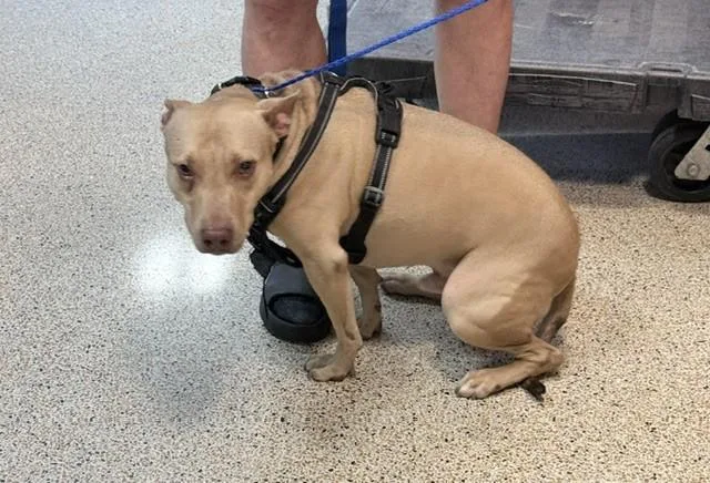 An adult medium-sized male American Staffordshire Terrier dog named Peanut for adoption in Miami, FL