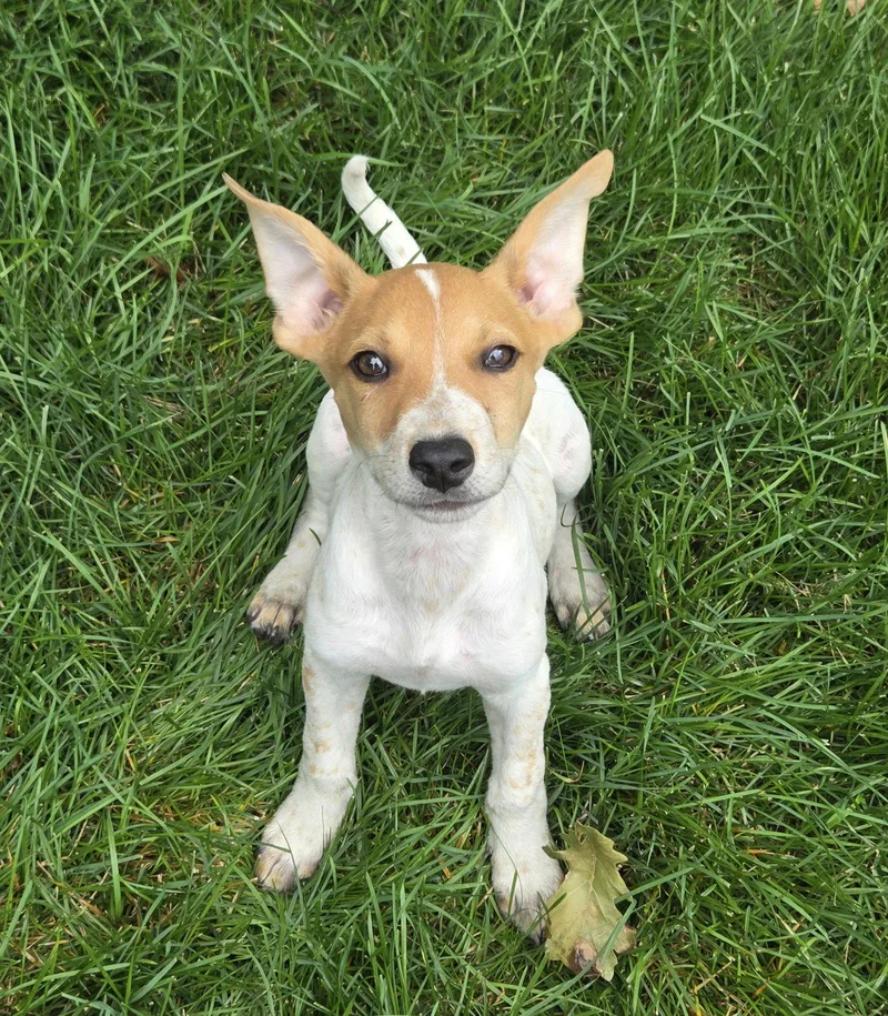 A baby large-sized female Australian Cattle Dog / Blue Heeler dog named Rainy for adoption in Brooklyn Center, MN