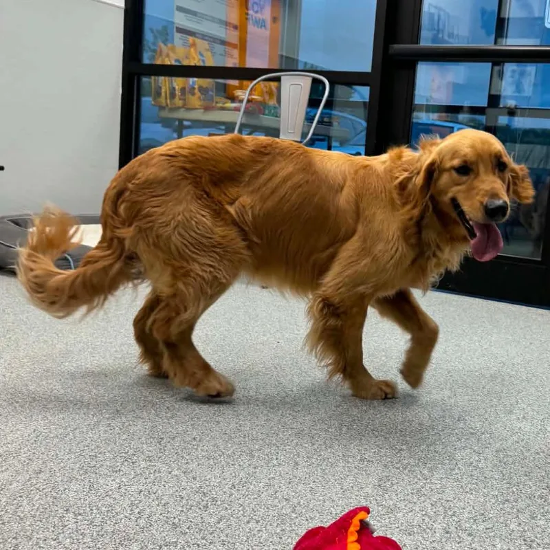 An adult large-sized male Golden Retriever dog named Mcnugget for adoption in Monticello, IA
