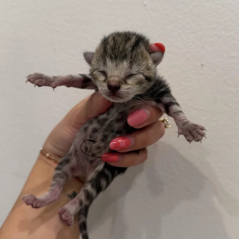 A baby medium-sized female Tabby (Brown / Chocolate) Domestic Short Hair cat named Eleven for adoption in Chattanooga, TN