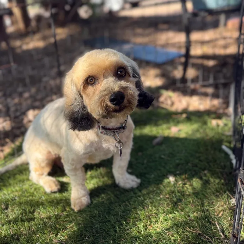 An adult small-sized female Golden Shih Tzu dog named Licorice for adoption in Phoenix, AZ