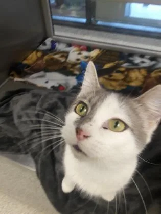 An adult large-sized female White Domestic Short Hair cat named Gizmo for adoption in Kansas City, MO