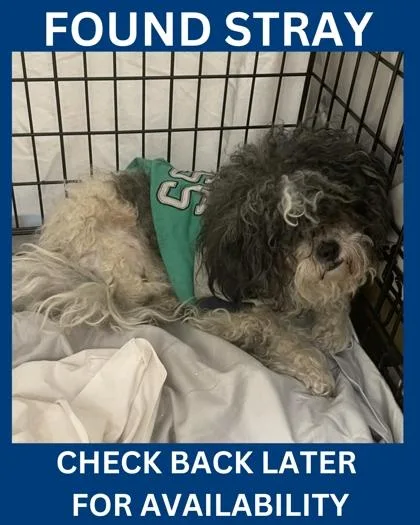 An adult small-sized female Shih Tzu dog named Sinju for adoption in Hamilton, NJ