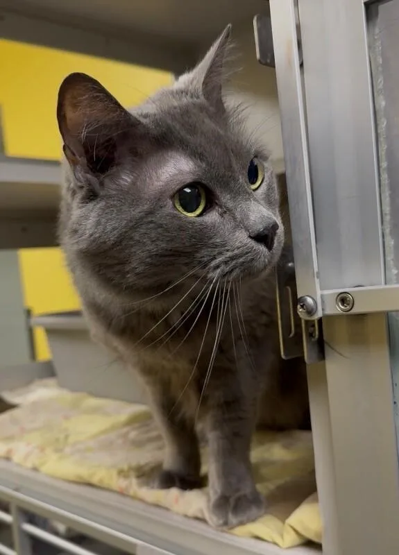 An adult medium-sized female Gray / Blue / Silver Domestic Medium Hair cat named Linnie for adoption in Osseo, MI