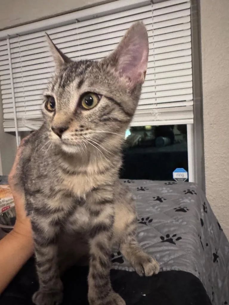 A baby medium-sized female Tabby cat named Scarlet for adoption in San Antonio, TX