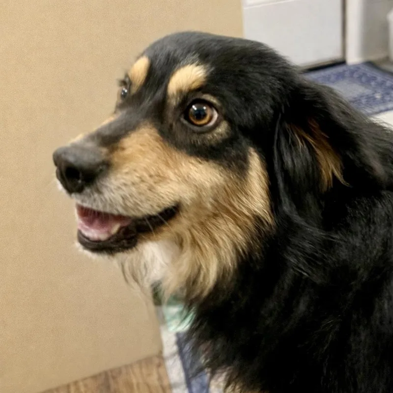 Cody  Sweet Easygoing thumbnail 2