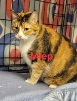 A senior extra large-sized female Domestic Short Hair cat named Miep for adoption in Moline, IL
