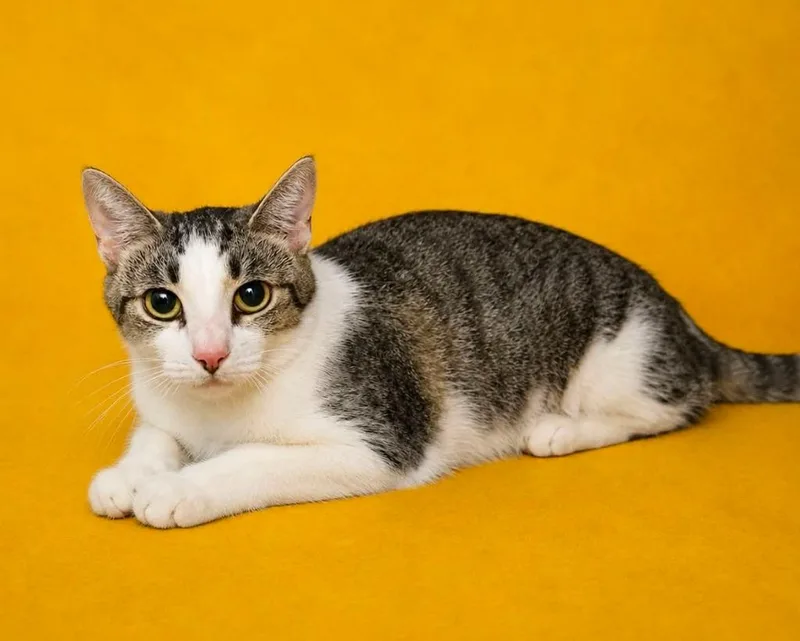 A young large-sized female Domestic Short Hair cat named Veranda for adoption in Columbia, TN
