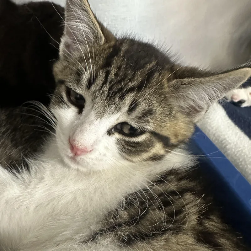 A baby medium-sized male Domestic Short Hair cat named Mojito Coquito Modelo & for adoption in Clifton, NJ
