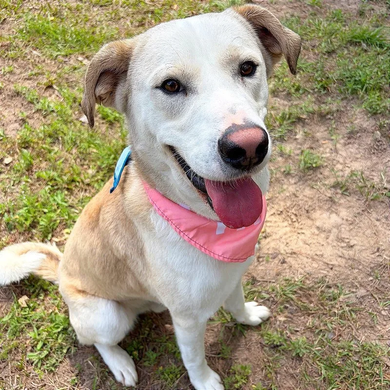 An adult medium-sized male Yellow Labrador Retriever dog named Barkley for adoption in Lufkin, TX