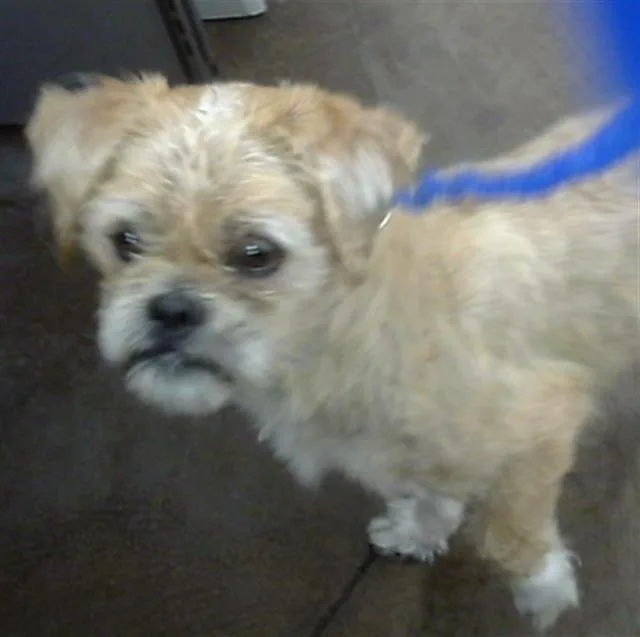 A young medium-sized male Mixed Breed dog named Walter for adoption in Dallas, TX