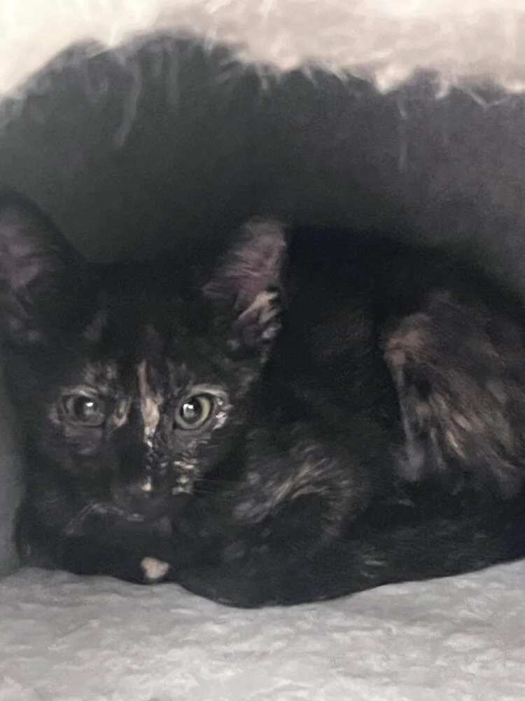 A baby small-sized female Black & White / Tuxedo Domestic Short Hair cat named Bacon for adoption in Orlando, FL