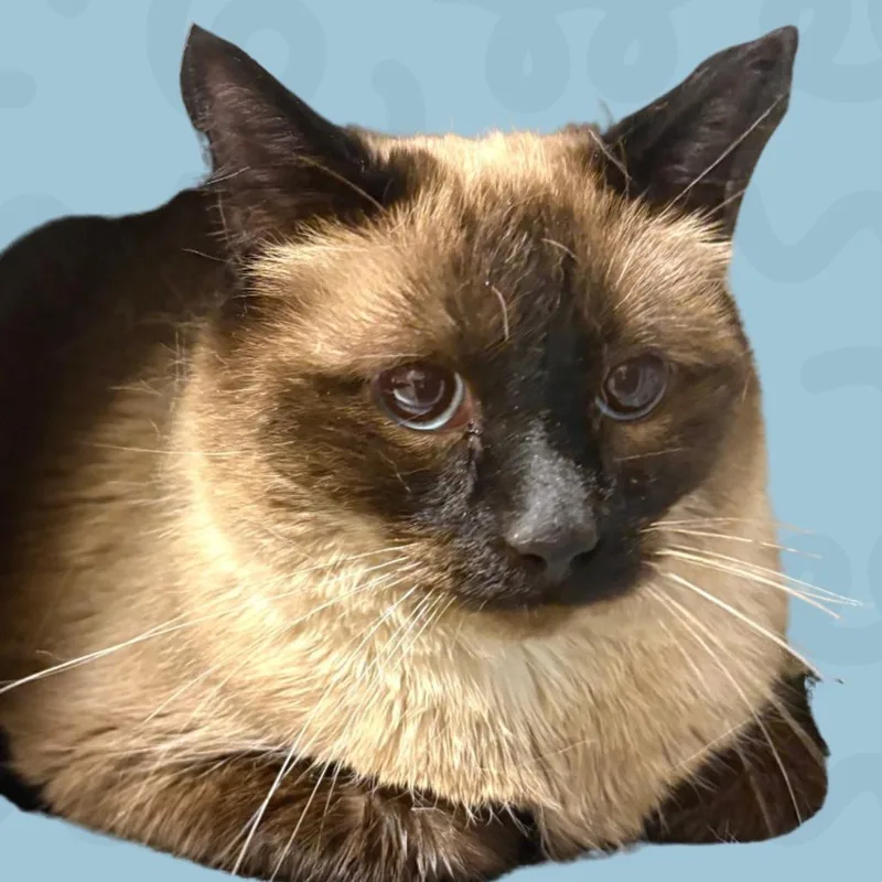An adult large-sized female Brown / Chocolate Domestic Medium Hair cat named Magyk for adoption in Reno, NV