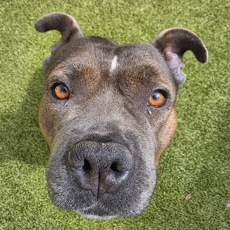 An adult medium-sized female Mixed Breed dog named Callie for adoption in Titusville, FL