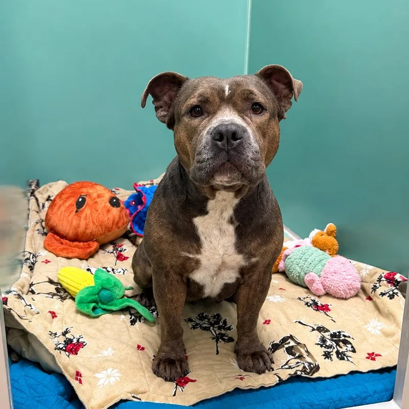 Callie thumbnail 6