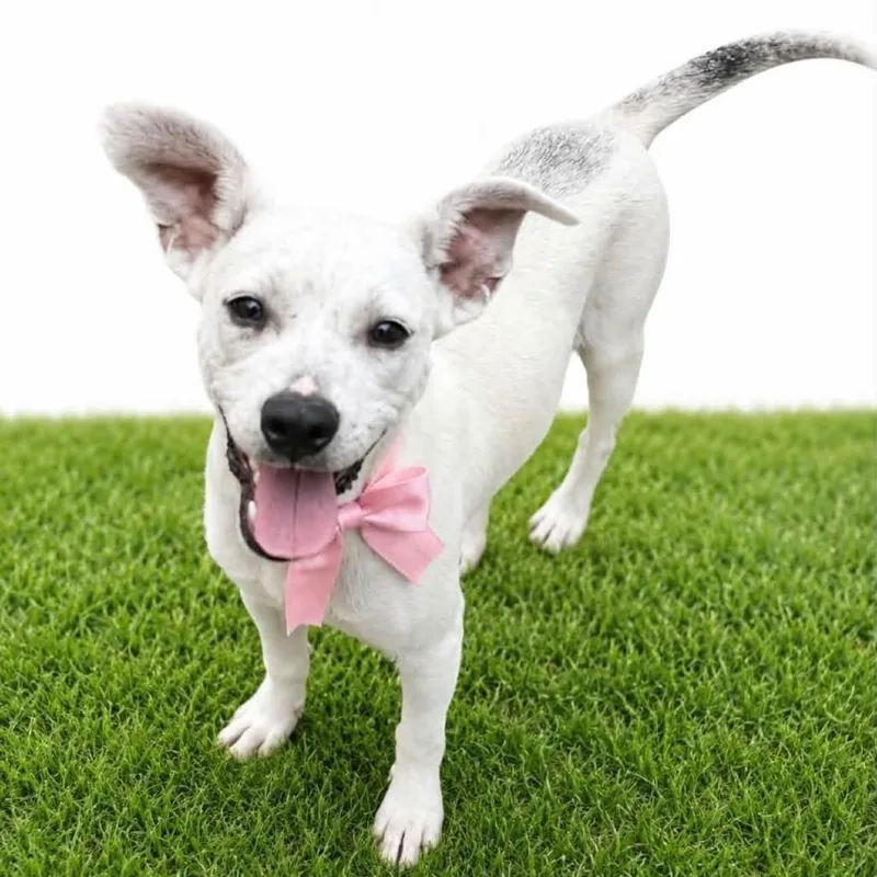 An adult small-sized female White / Cream Chihuahua dog named Tally for adoption in Graham, WA