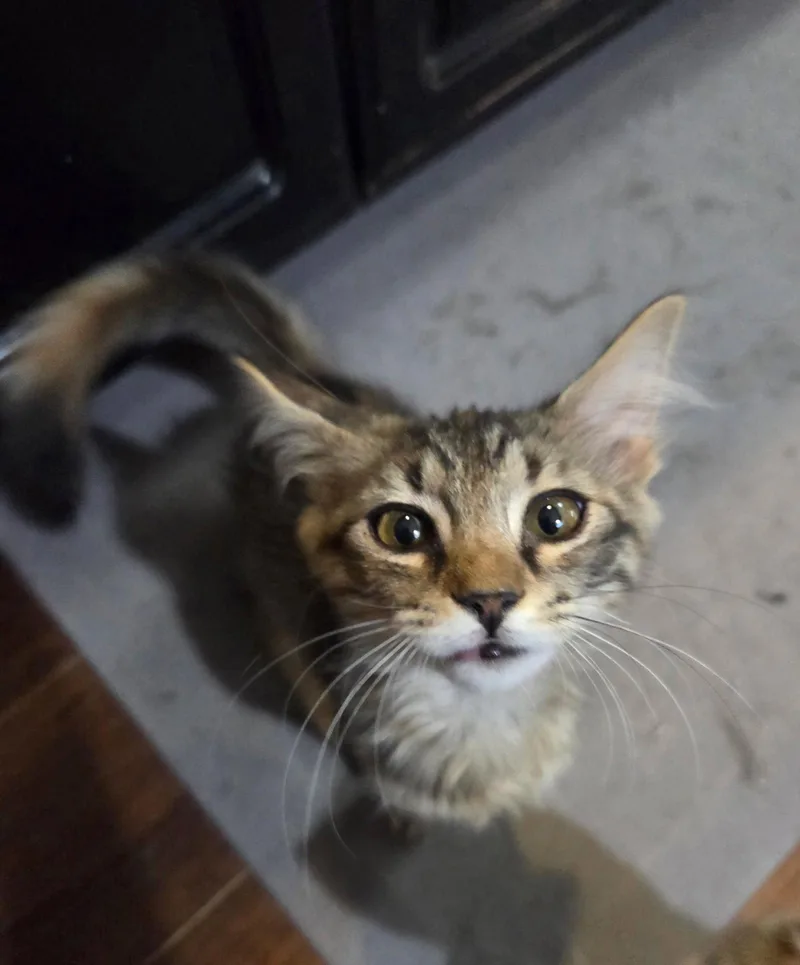 A young medium-sized female Domestic Long Hair cat named Court Reporter for adoption in Camden, SC