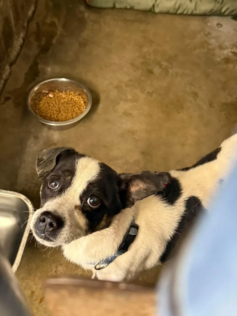 An adult small-sized male White / Cream Chihuahua dog named Grumpy for adoption in Oakdale, CA