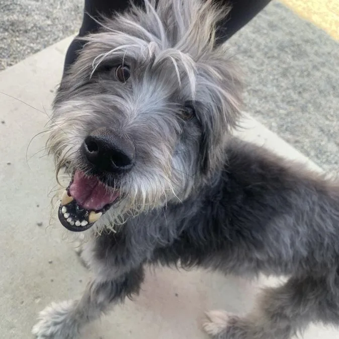 A senior medium-sized male Aussiedoodle dog named Jax for adoption in Toledo, OH