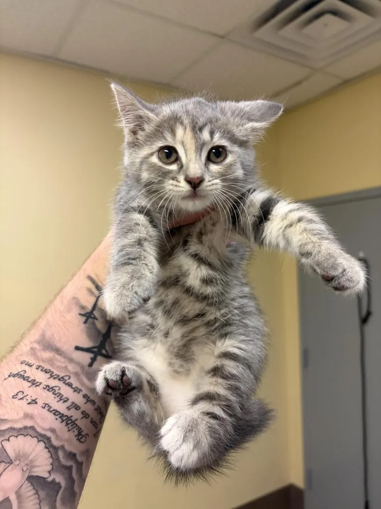 A baby medium-sized female Domestic Short Hair cat named Spam for adoption in Florence, SC