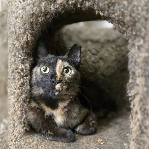 A young small-sized female Tortoiseshell cat named Lucabella for adoption in Knoxville, TN