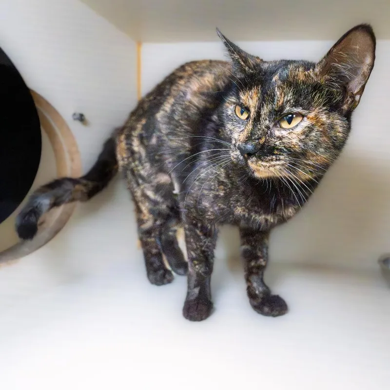 An adult medium-sized female Black Domestic Short Hair cat named Teacup for adoption in South Elgin, IL