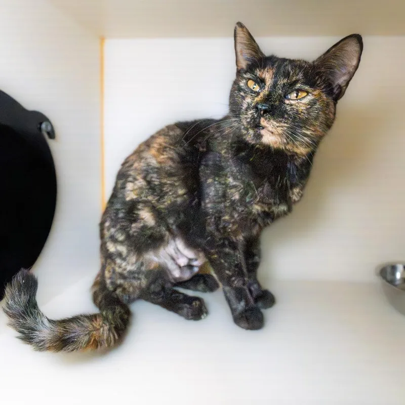 Teacup thumbnail 3