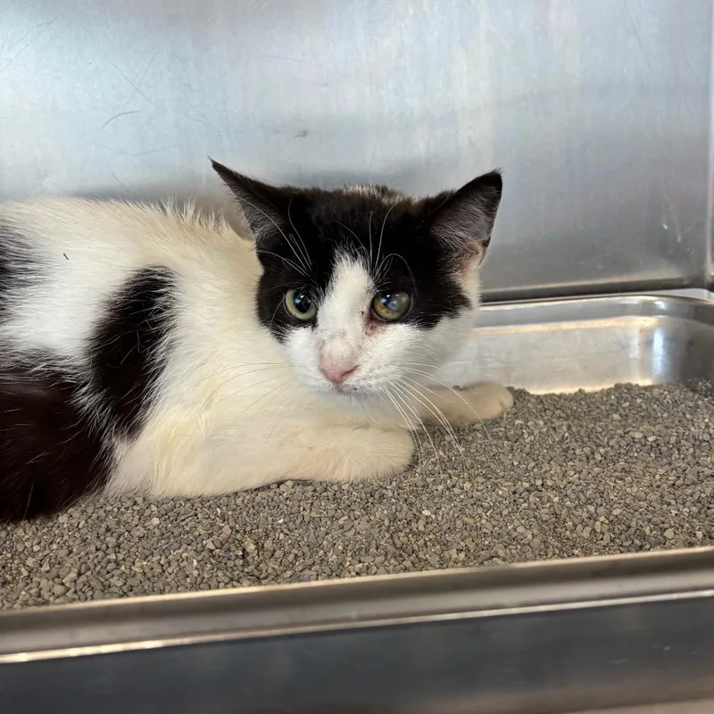 A young medium-sized female White Domestic Short Hair cat named Bryce for adoption in DeKalb, IL