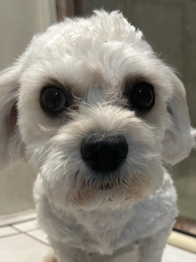 A young small-sized male White / Cream Maltese dog named Lucky for adoption in El Cajon, CA