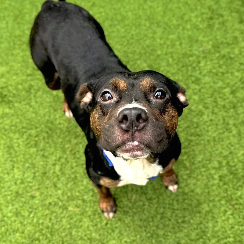 An adult medium-sized female Black Pit Bull Terrier dog named Stony for adoption in Matteson, IL