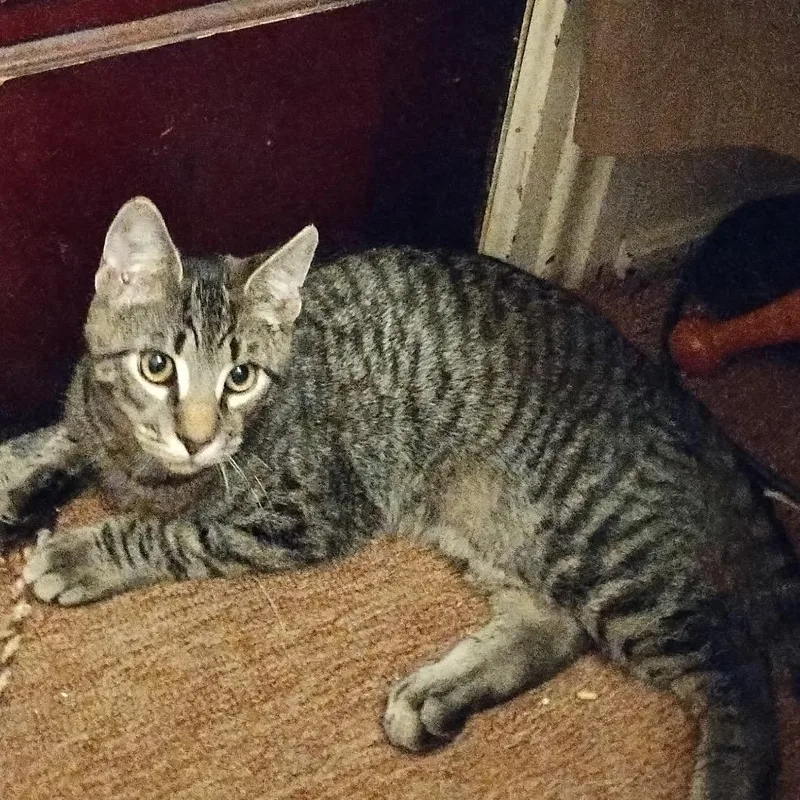 A baby small-sized male Brown / Chocolate Domestic Short Hair cat named Moki for adoption in Waynesboro, PA
