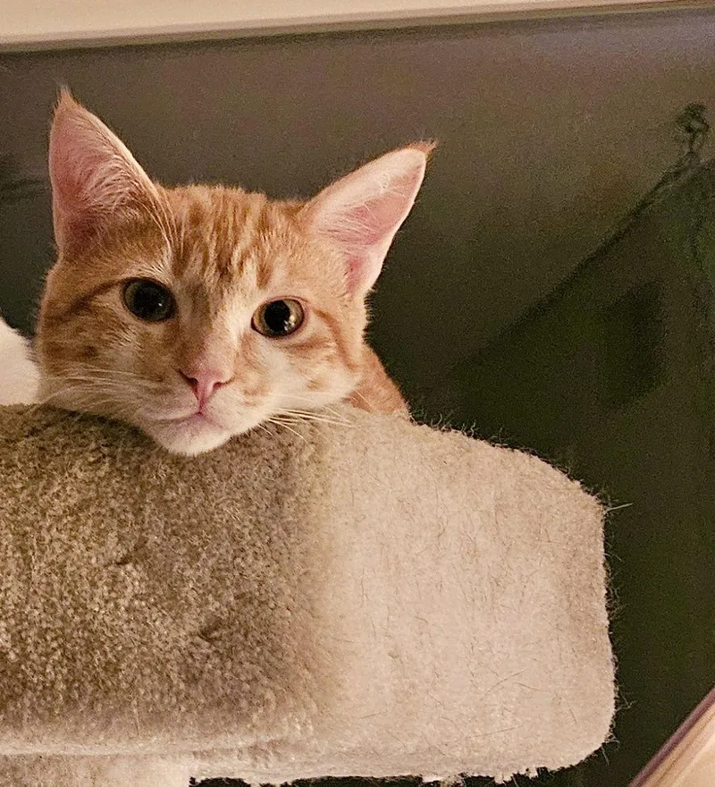 Loki  Bonded With thumbnail 2