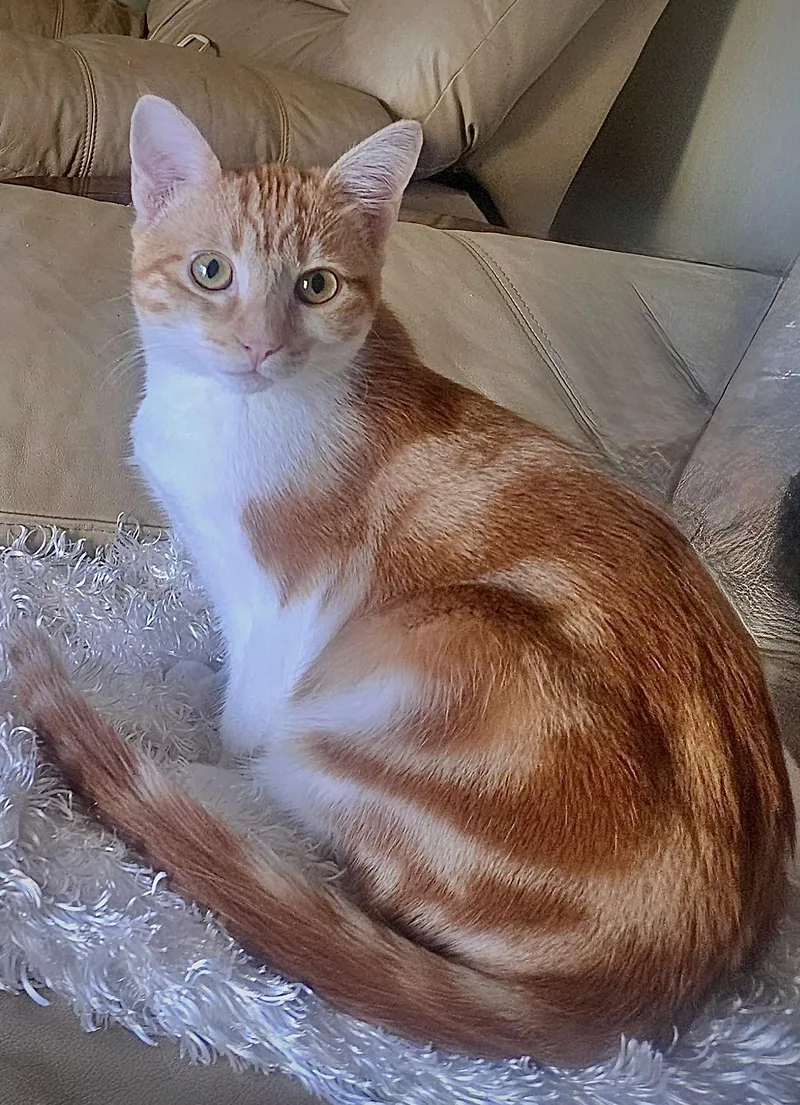 Loki  Bonded With thumbnail 3